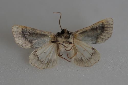 Polymixis argillaceago